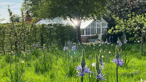 Blue Camassias in grass under fruit trees with a glasshouse in the distance
